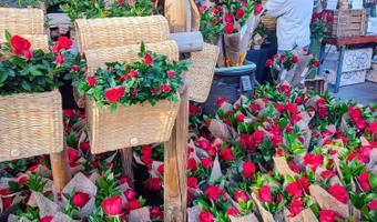 Parada de Sant Jordi de la Fundació Villavecchia